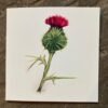 Thistle