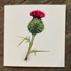 Thistle 2