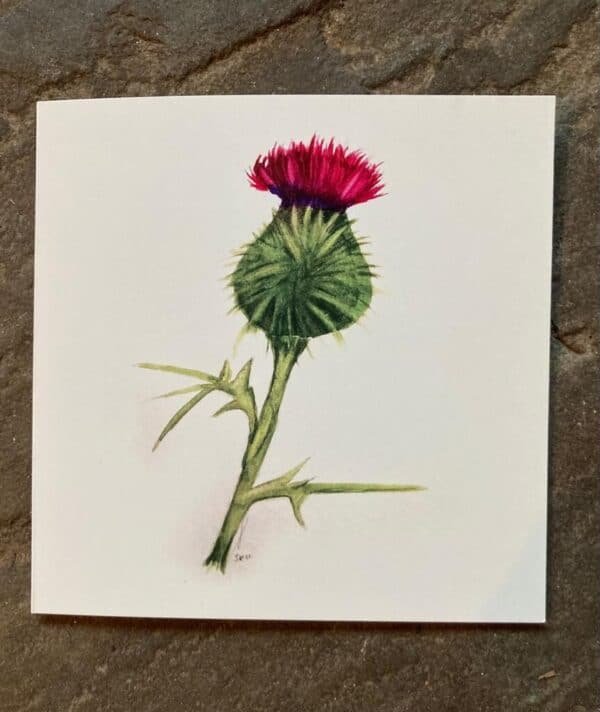 Thistle
