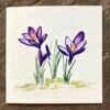 Crocus