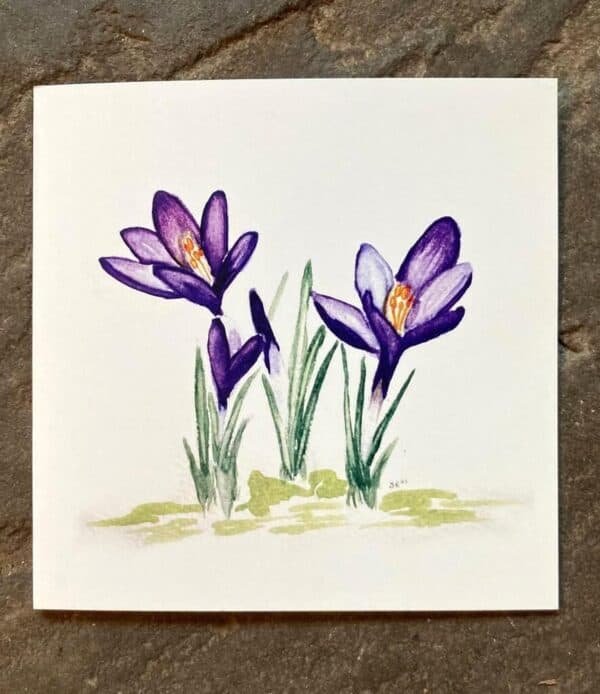 Crocus