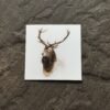 Stag