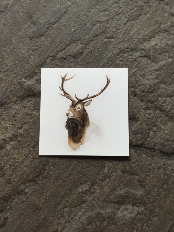 Stag