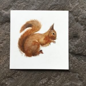 Red Squirrel
