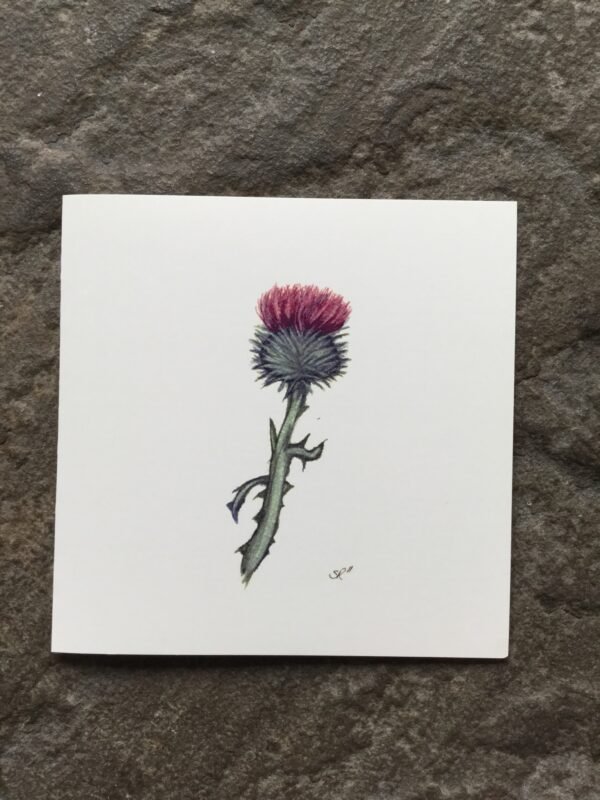 Thistle
