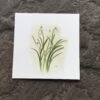 Snowdrops