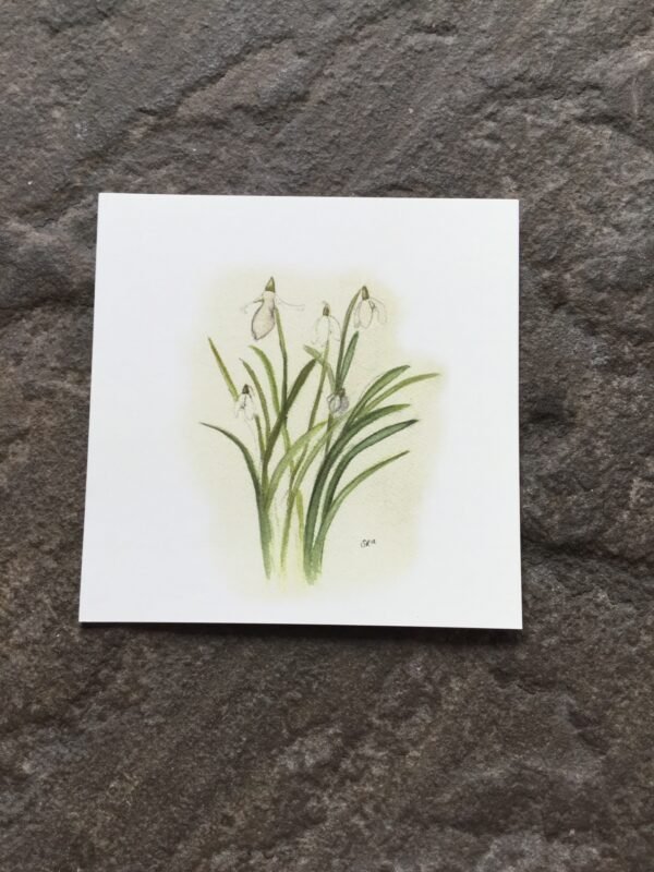 Snowdrops