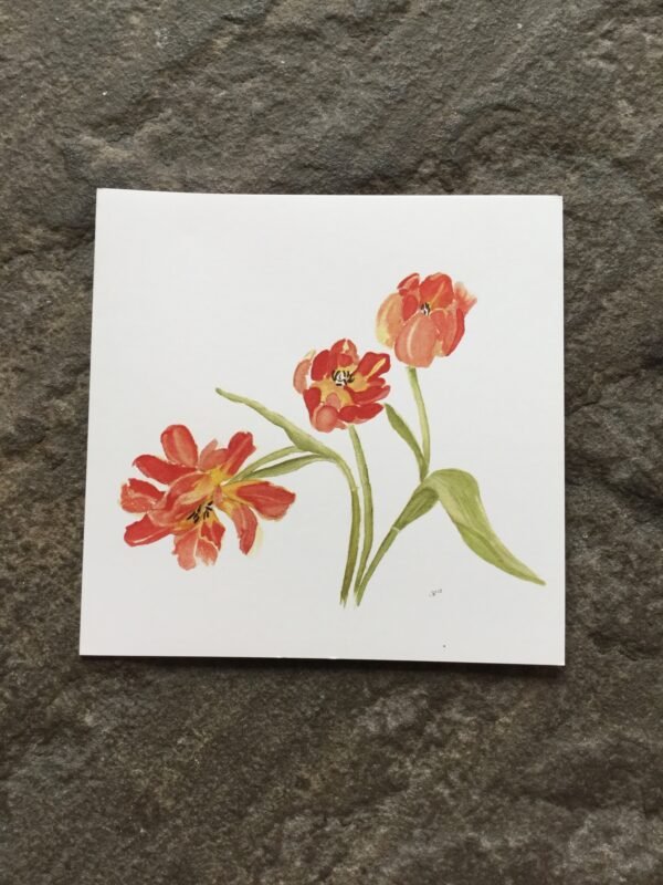 Tulips