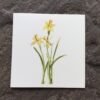 Narcissus