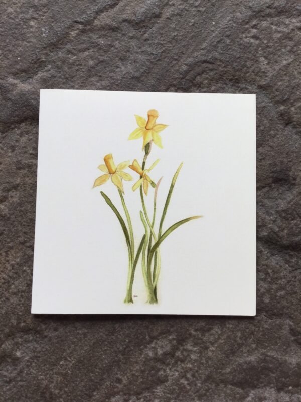 Narcissus