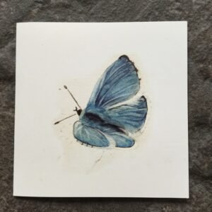 Holly Blue Butterfly