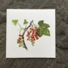 Redcurrant