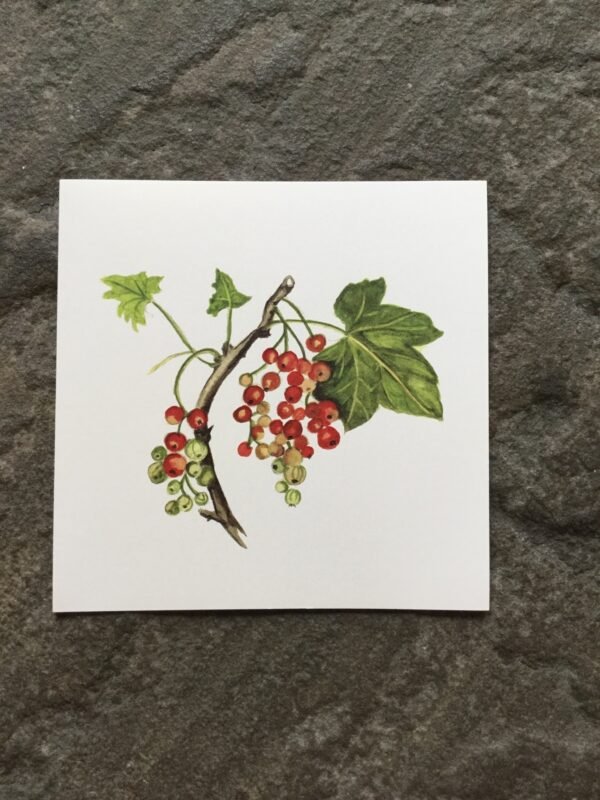Redcurrant