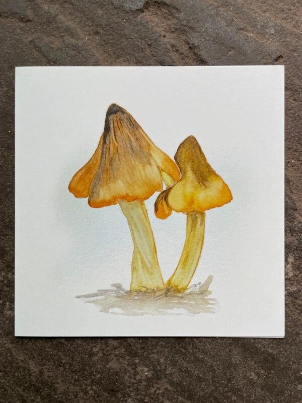 forest fungi