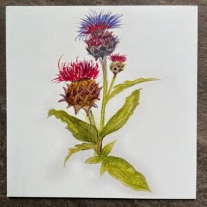 Thistles